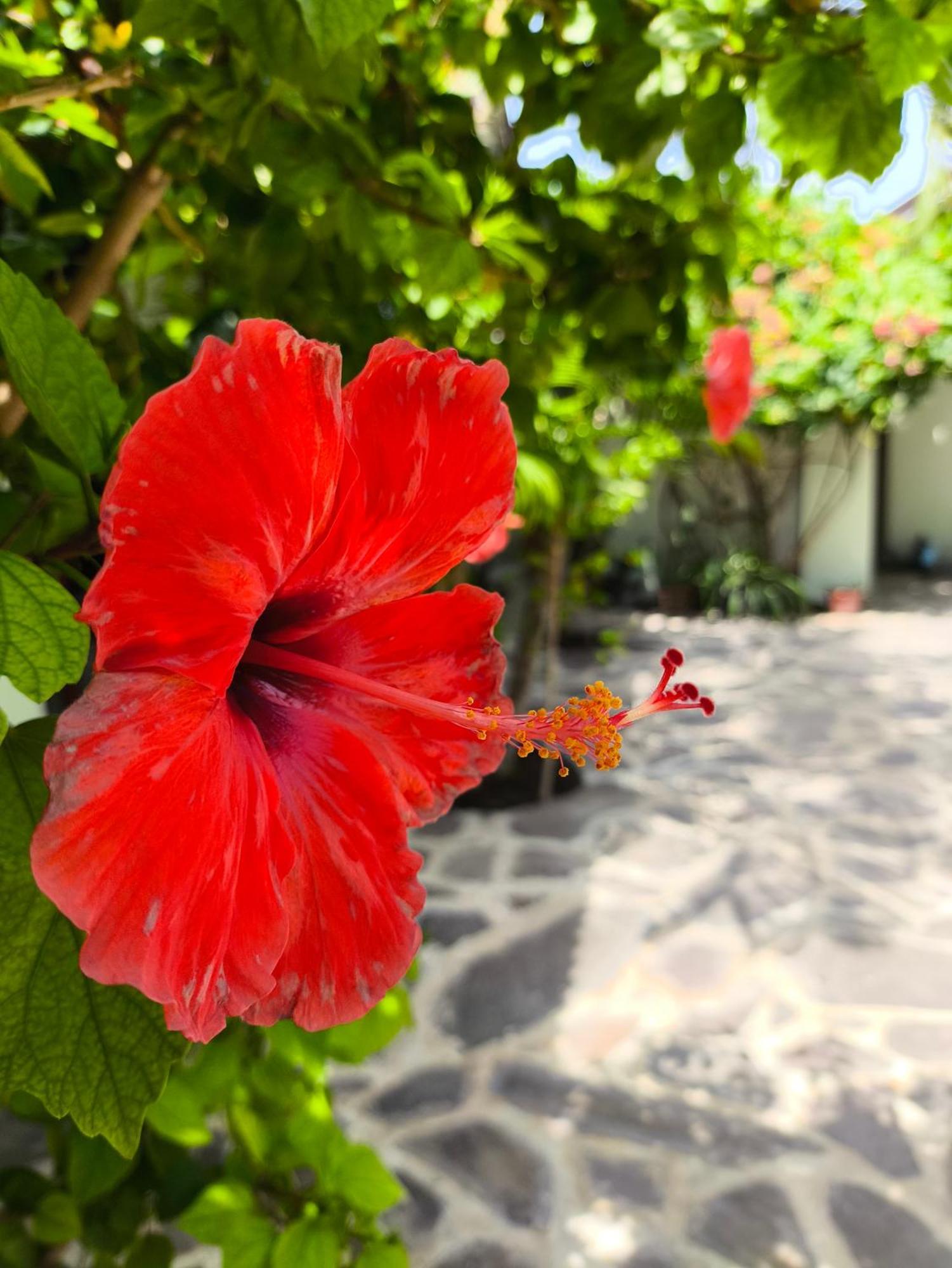 Gili Mesari Cottages & Homestay Gili Trawangan Eksteriør billede