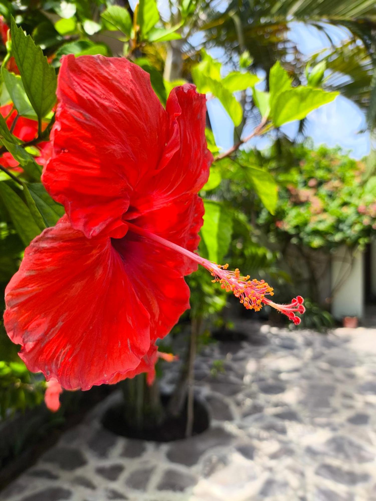 Gili Mesari Cottages & Homestay Gili Trawangan Eksteriør billede